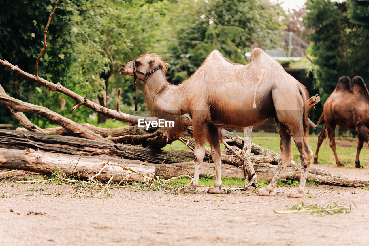 animal themes, animal, mammal, domestic animals, animal wildlife, wildlife, group of animals, tree, plant, nature, livestock, no people, pet, land, day, outdoors, camel, zoo, young animal, standing, two animals, herbivorous, arabian camel, herd, full length