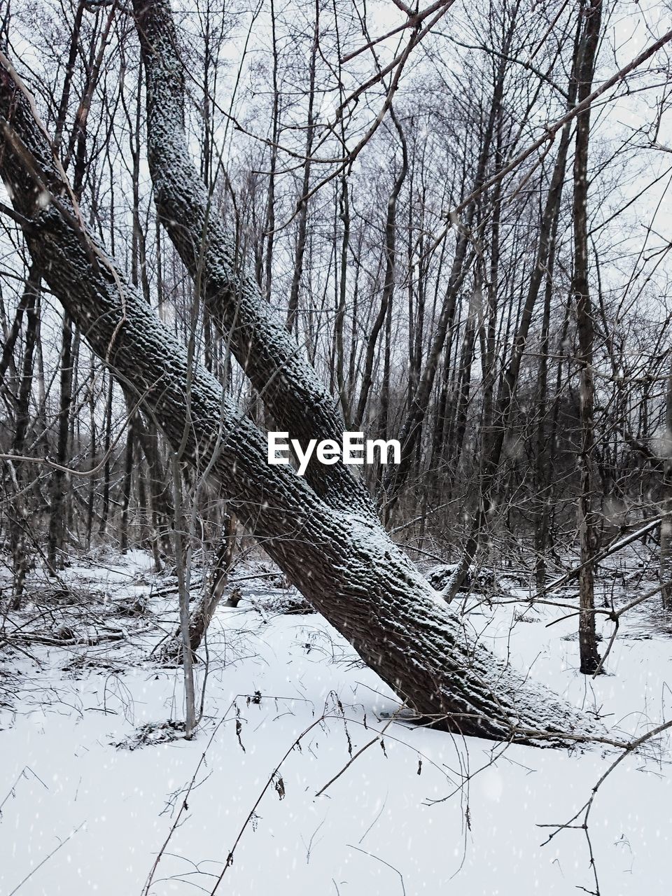 BARE TREES IN SNOW COVERED FOREST