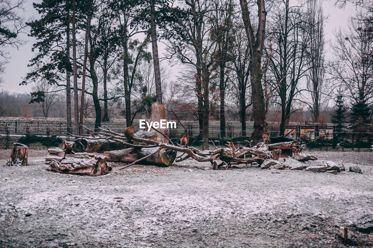 BARE TREES ON FIELD BY FOREST