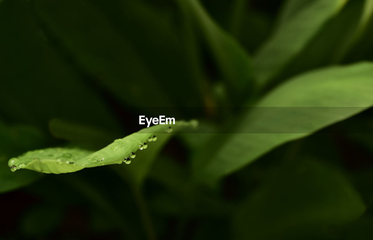 green, plant, leaf, plant part, close-up, growth, flower, nature, grass, water, beauty in nature, no people, drop, freshness, wet, one animal, macro photography, animal themes, animal, animal wildlife, outdoors, plant stem, wildlife, focus on foreground, day, fragility, selective focus, insect
