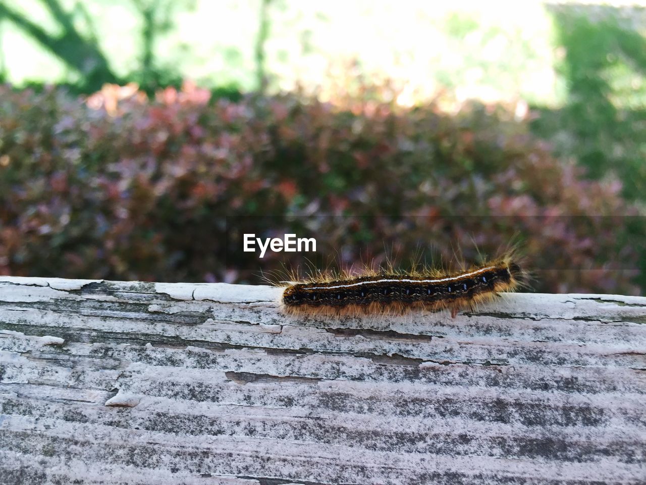 Close-up of caterpillar on roof