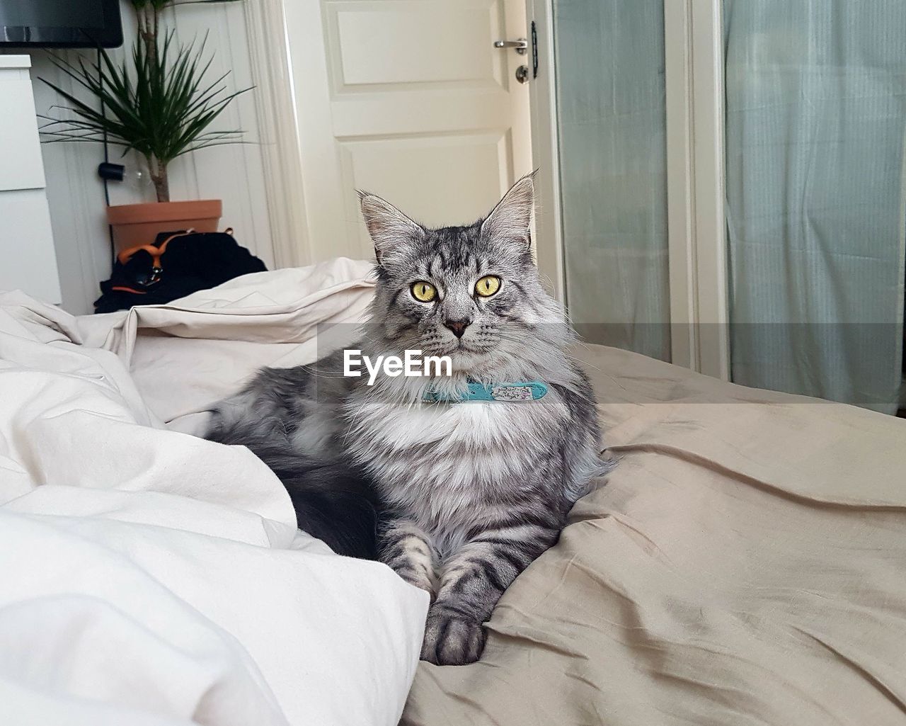 Cat sitting on bed