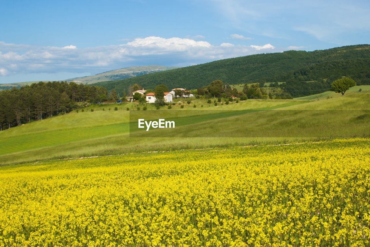 SCENIC VIEW OF FIELD AGAINST CLOUDY SKY