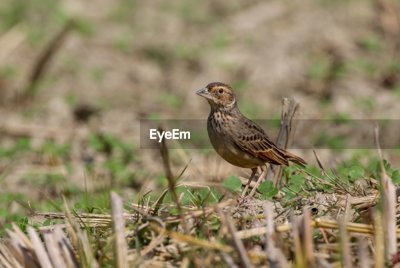 bird perching on field