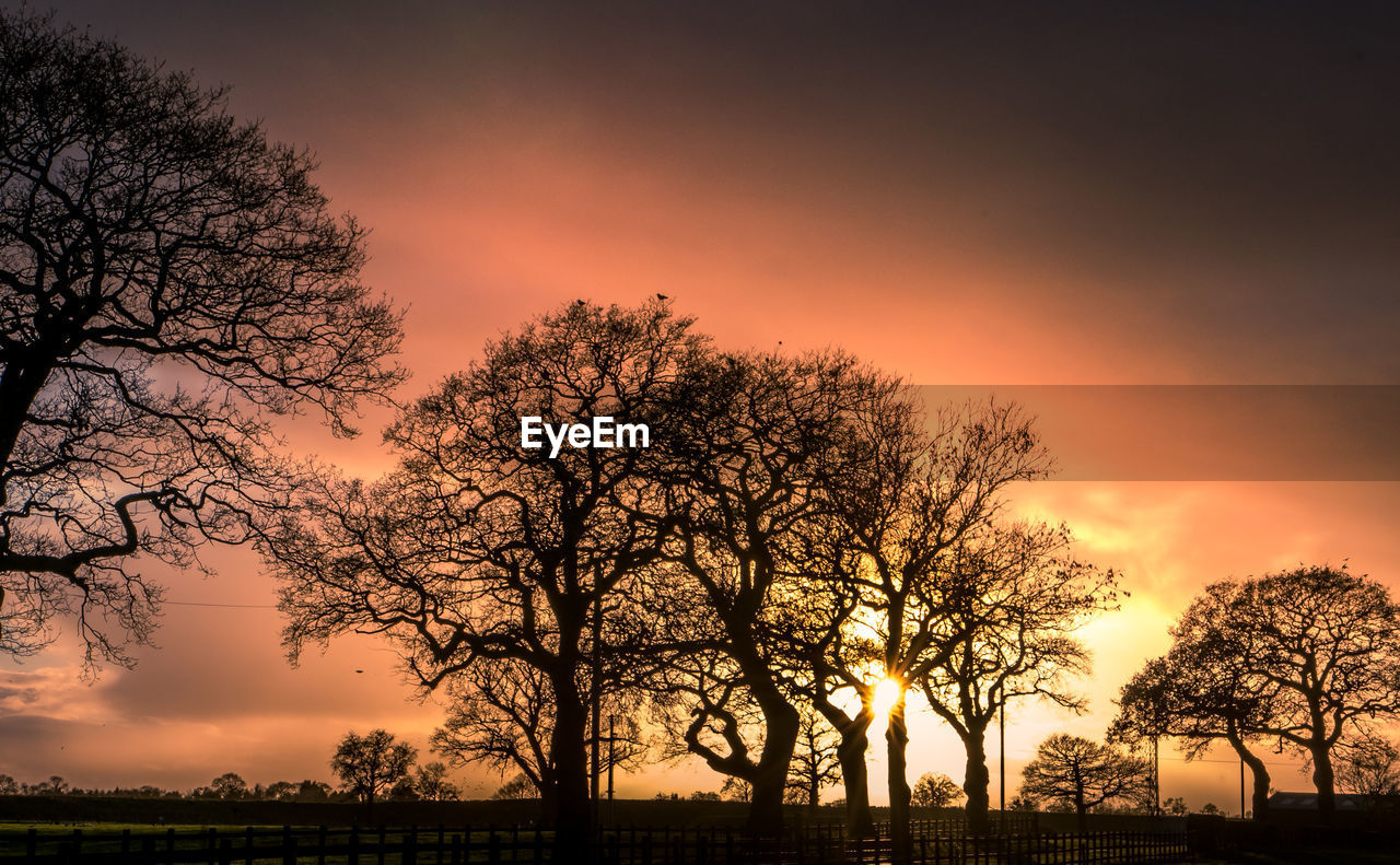 SILHOUETTE TREES AGAINST SKY AT SUNSET
