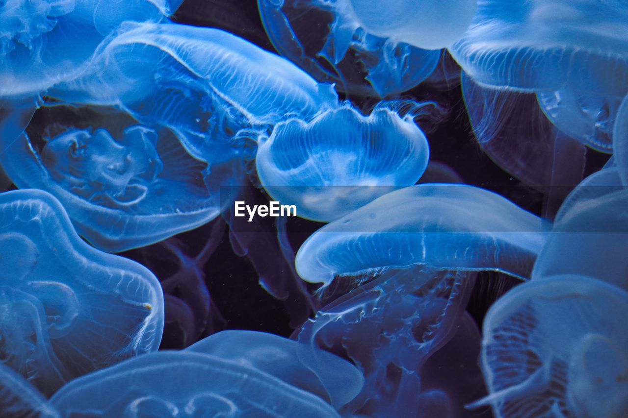 Close-up of jellyfish in sea