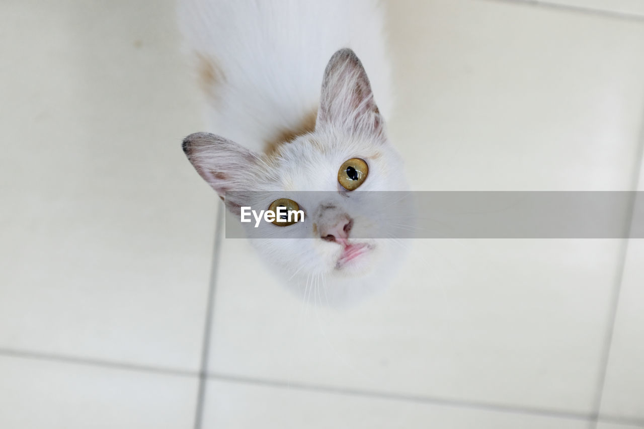 High angle portrait of a cat