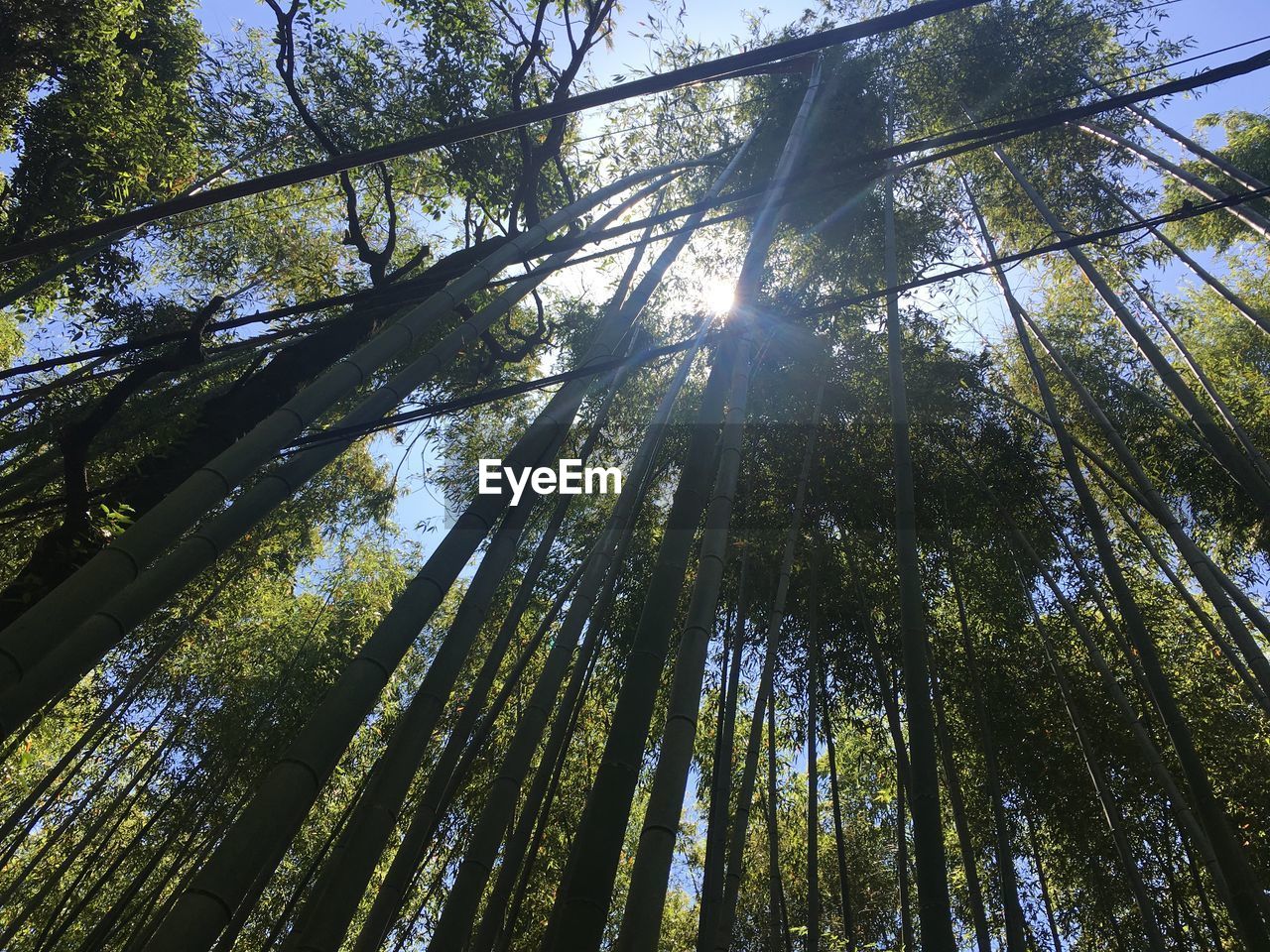 tree, plant, low angle view, sunlight, forest, growth, beauty in nature, land, nature, tranquility, sky, branch, no people, leaf, tree trunk, trunk, woodland, day, scenics - nature, outdoors, sunbeam, natural environment, green, tranquil scene, bamboo - plant, environment, non-urban scene, bamboo grove, directly below, tree canopy, idyllic, bamboo