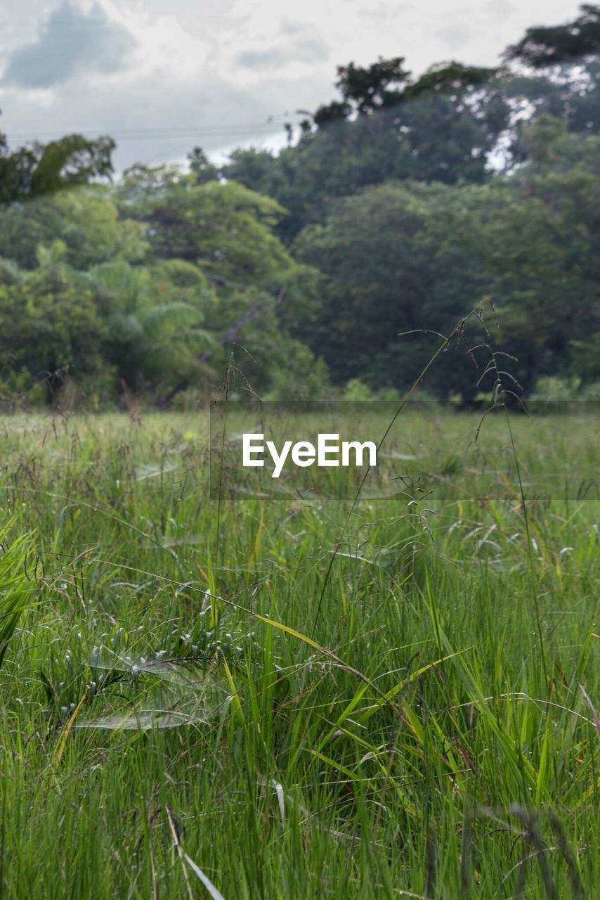 TREES GROWING ON GRASSY FIELD