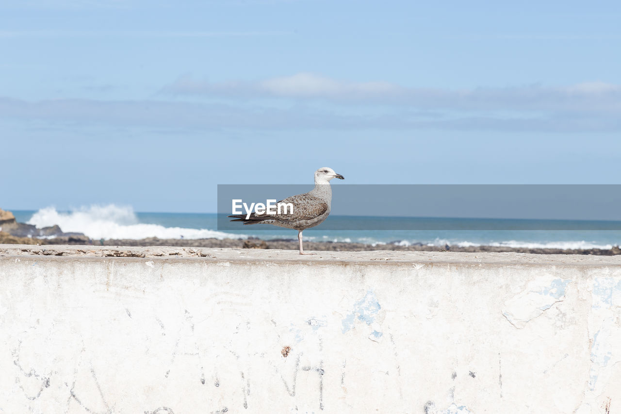 VIEW OF SEAGULL PERCHING ON A BEACH