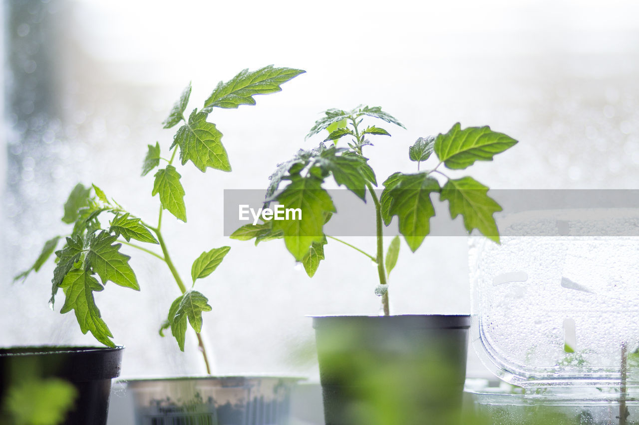 Close-up of potted plant on table