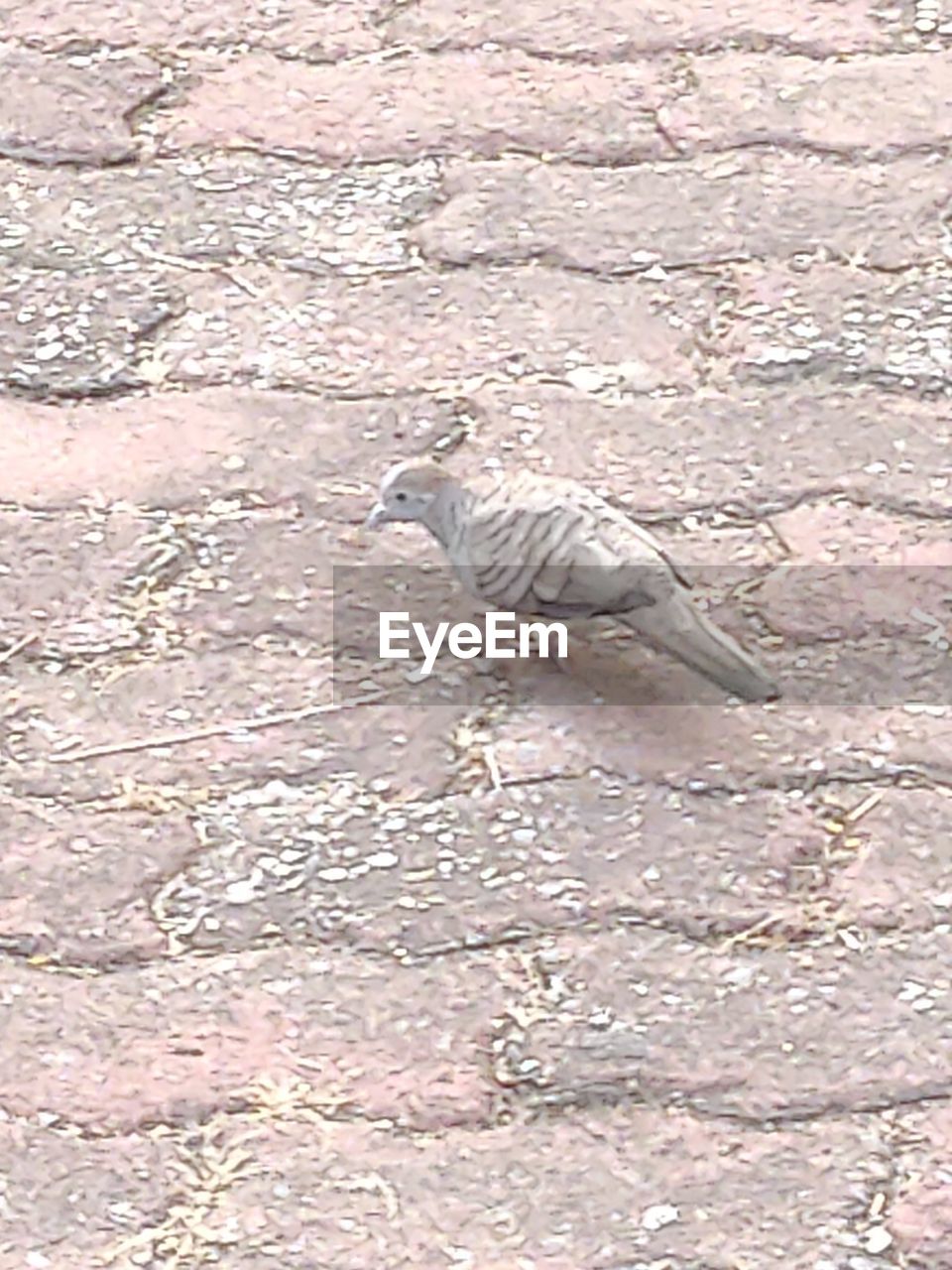 HIGH ANGLE VIEW OF PIGEON PERCHING ON COBBLESTONE