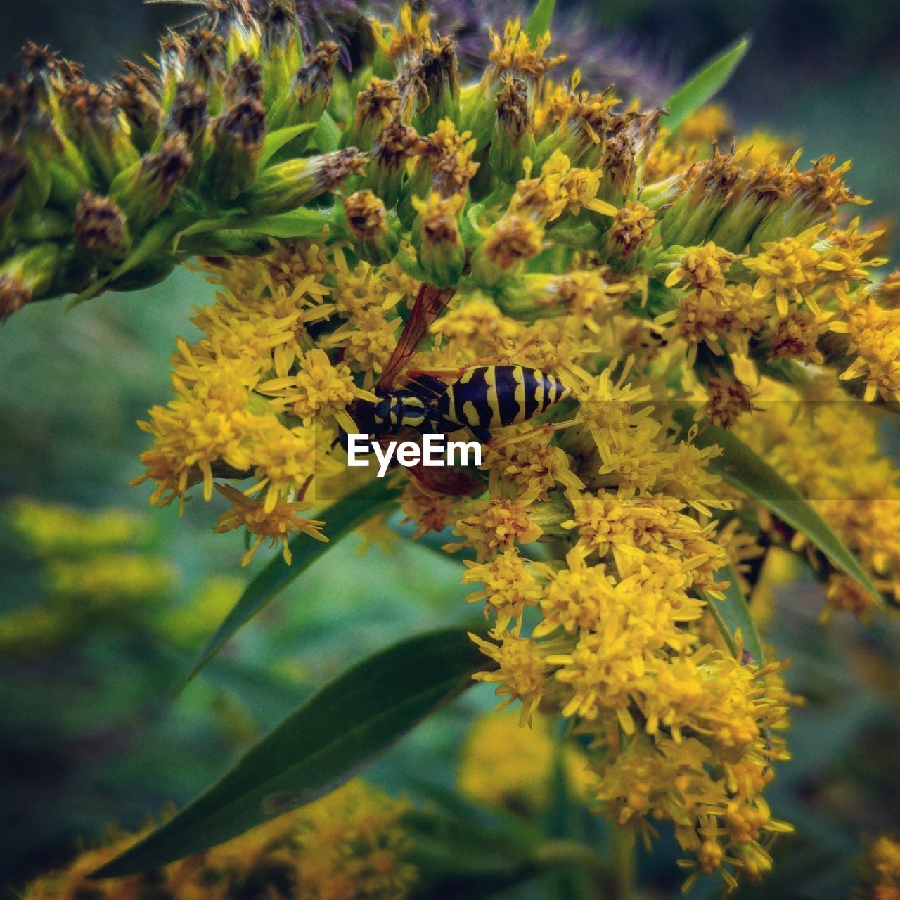 Close-up of yellow flowers growing on plant