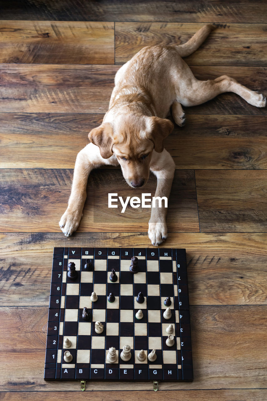 A golden labrador puppy lies in front of a chess board.  animals are like people