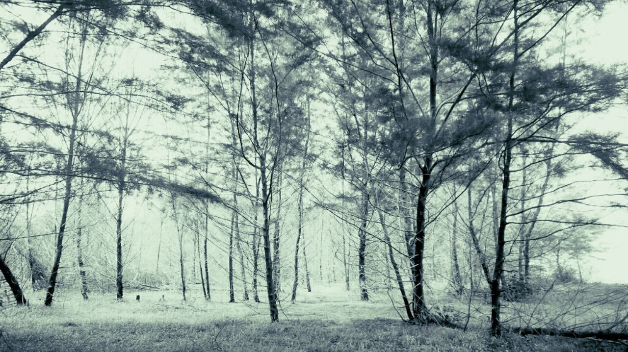 Forest in winter