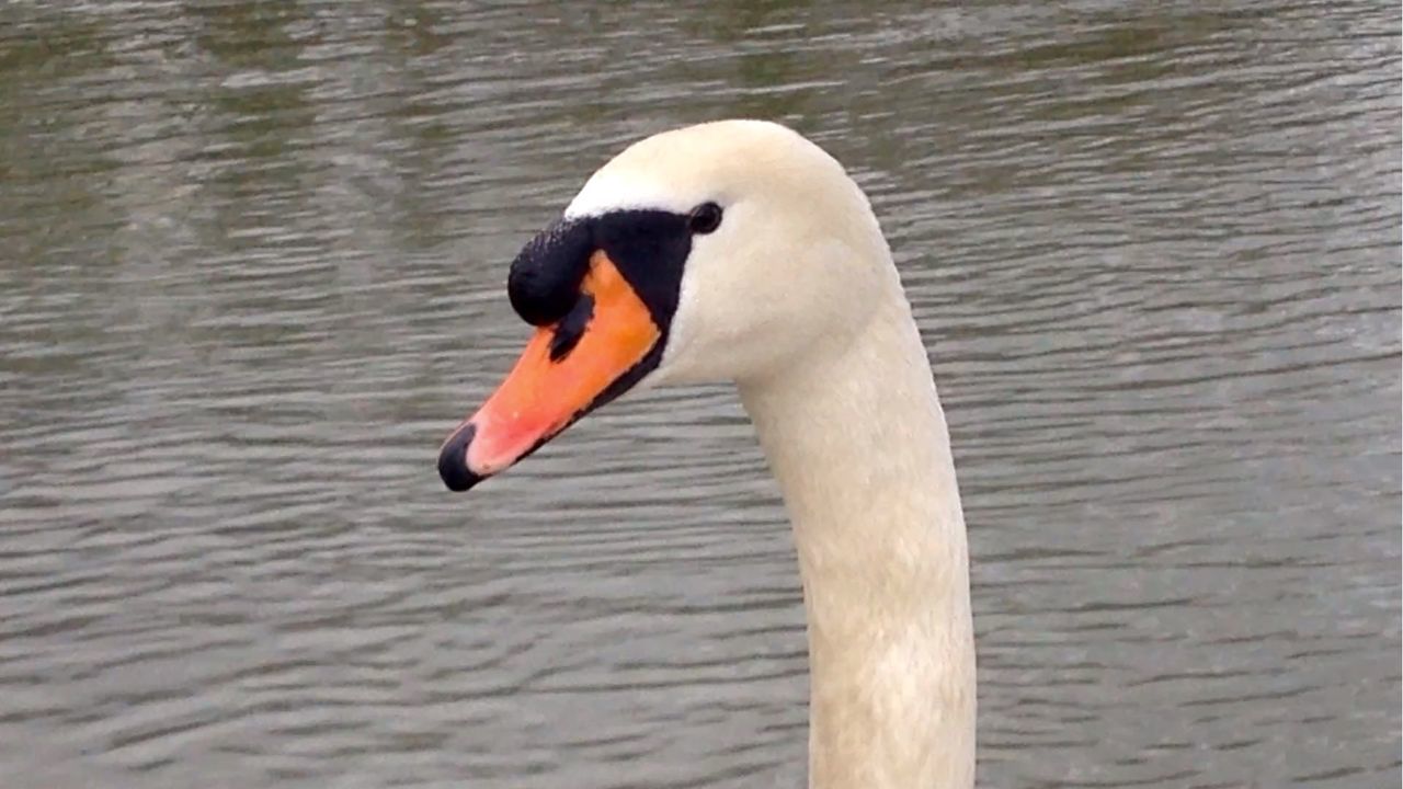 WHITE SWAN IN WATER