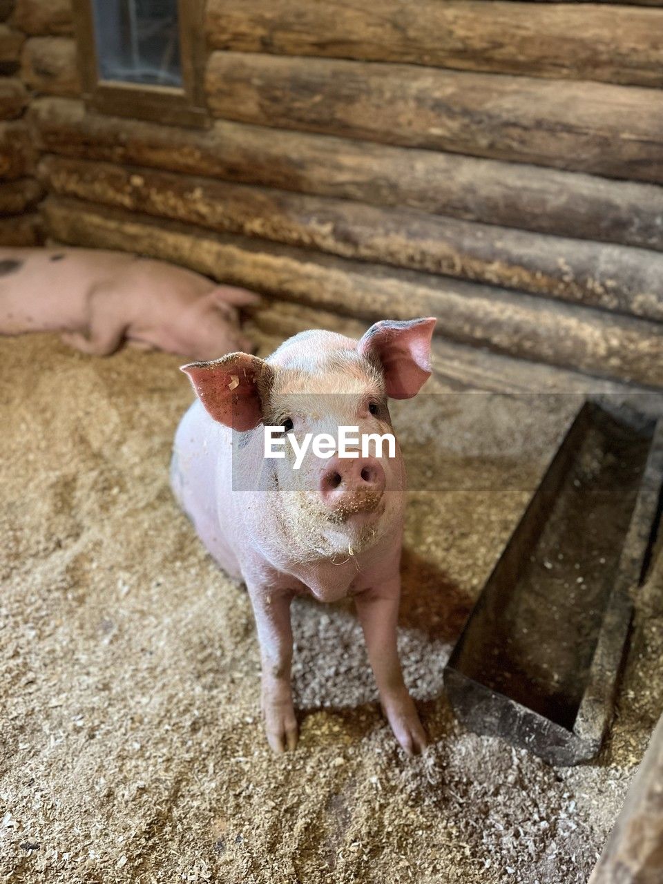 mammal, animal themes, animal, domestic animals, domestic pig, pet, pig, livestock, farm, one animal, agriculture, portrait, standing, rural scene, looking at camera, piglet, agricultural building, day, nature, no people, barn, young animal, outdoors, landscape, architecture, high angle view