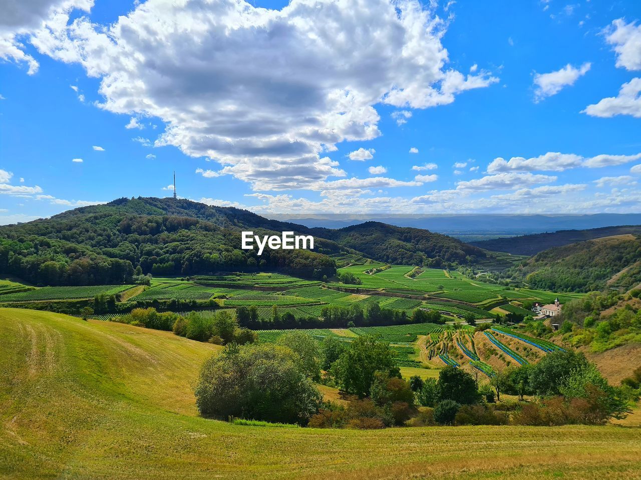 Scenic view of agricultural field against sky