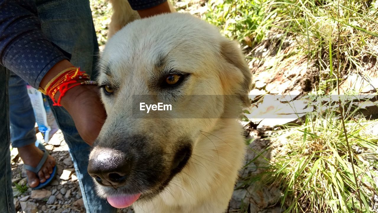 LOW SECTION OF MAN WITH DOG OUTDOORS