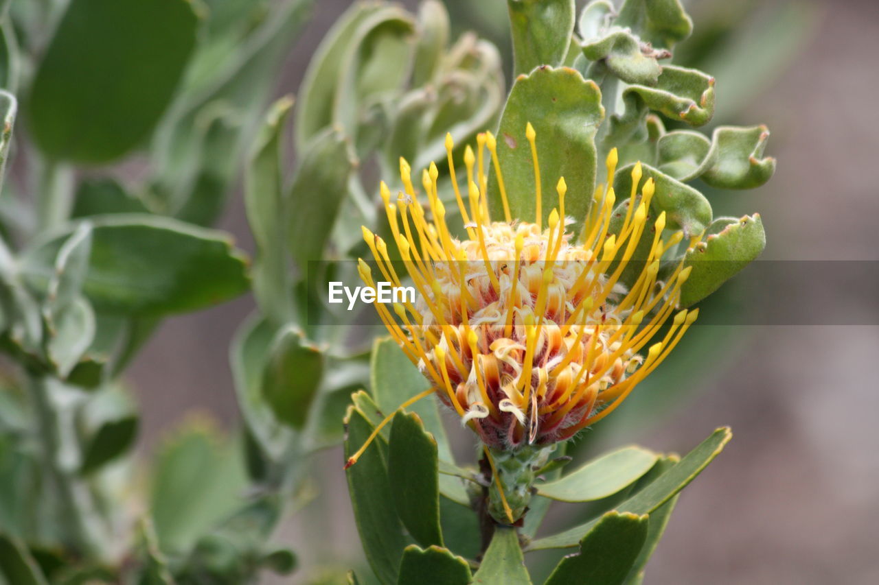 Close-up of flowering plant