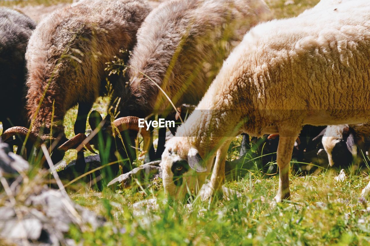 SHEEP GRAZING IN FIELD