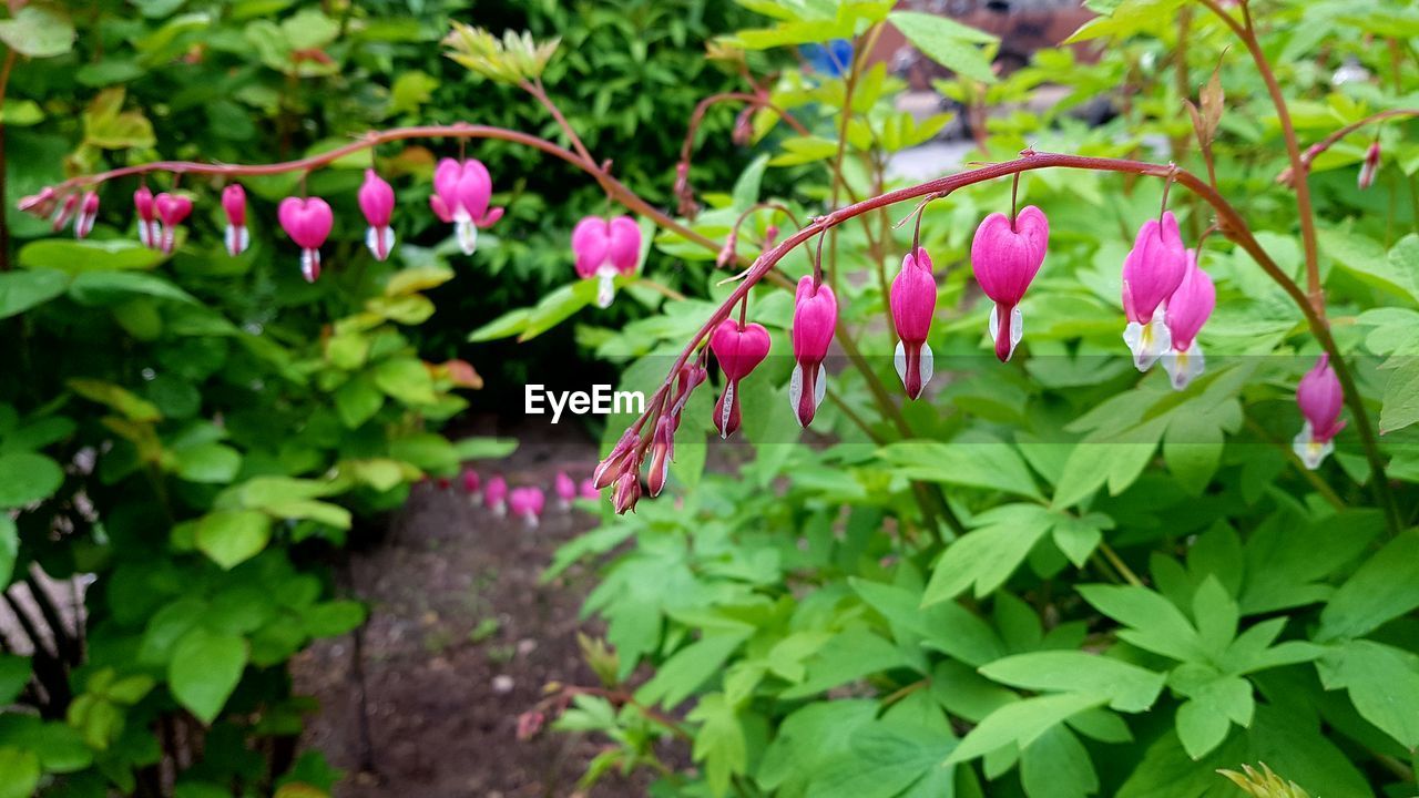 CLOSE-UP OF PINK FLOWERS BLOOMING IN PLANT