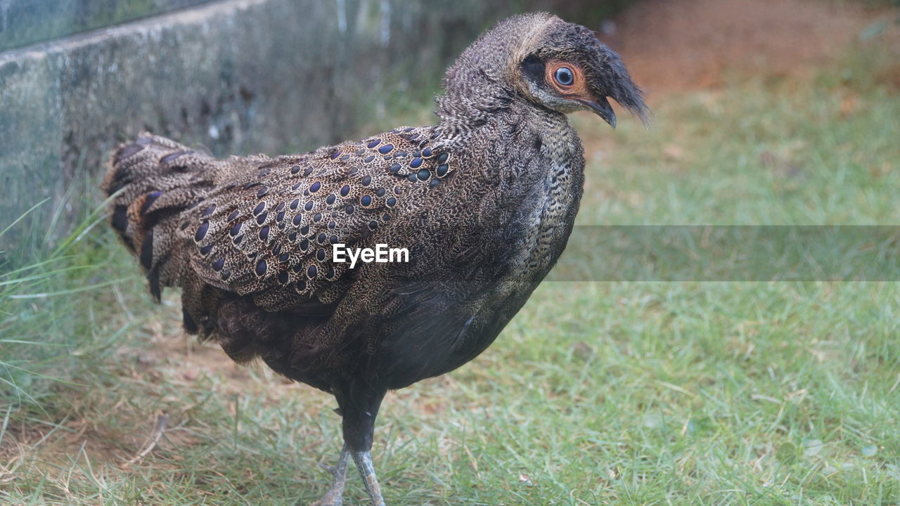 Close-up of a bird on field