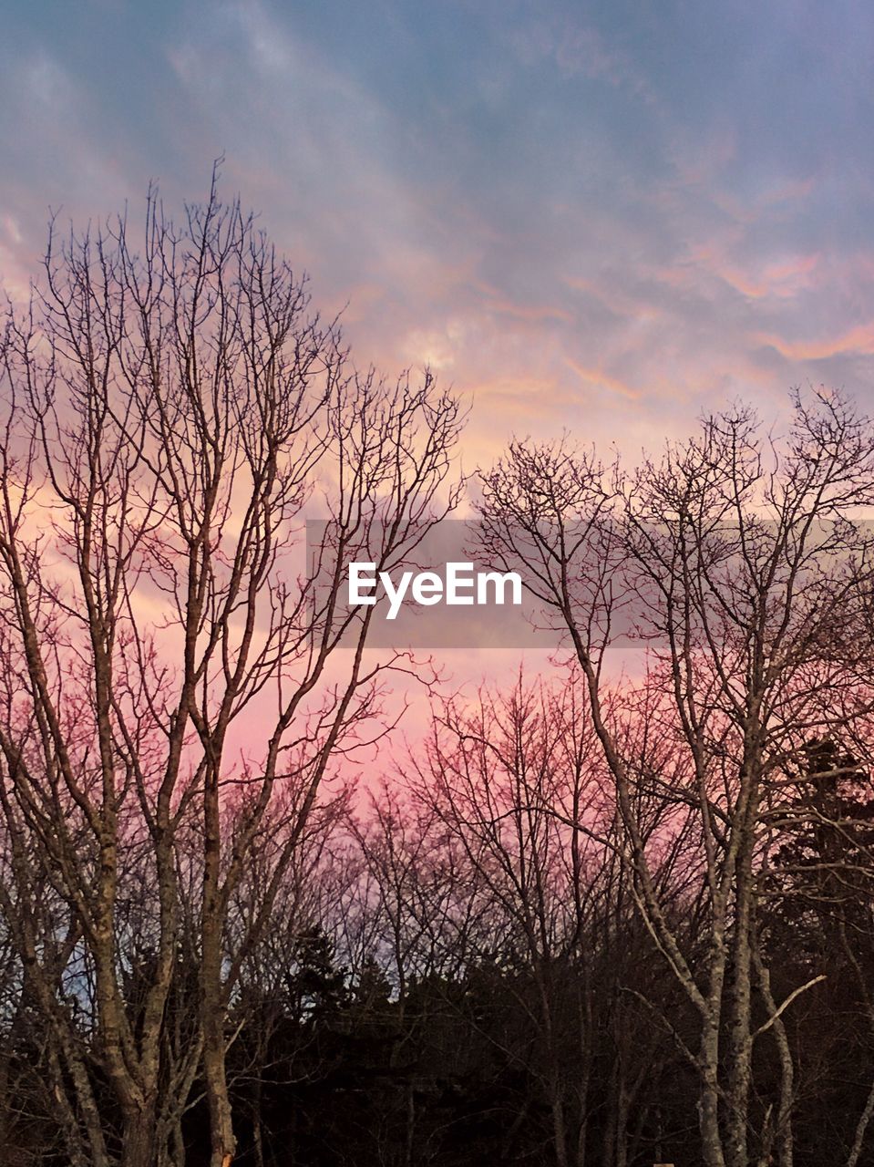 Low angle view of silhouette bare trees against sky