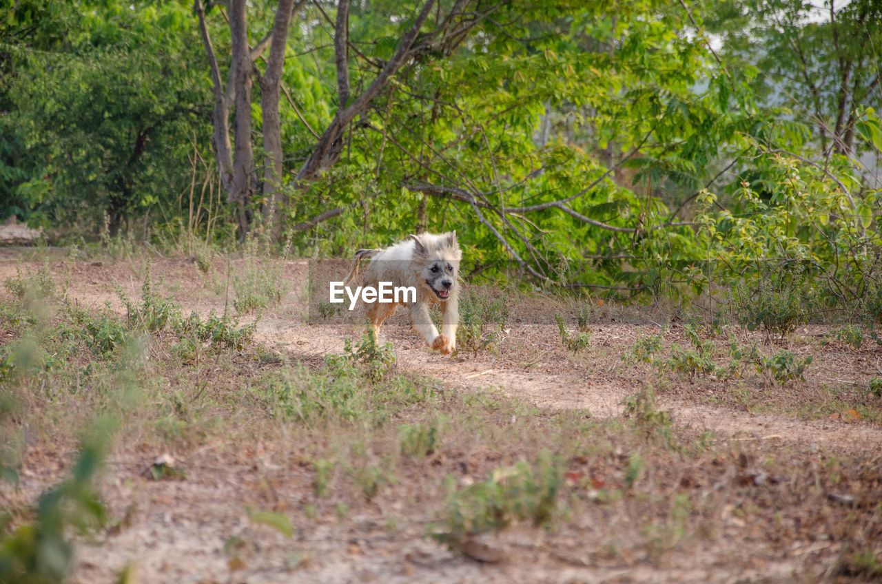VIEW OF DOG IN FOREST
