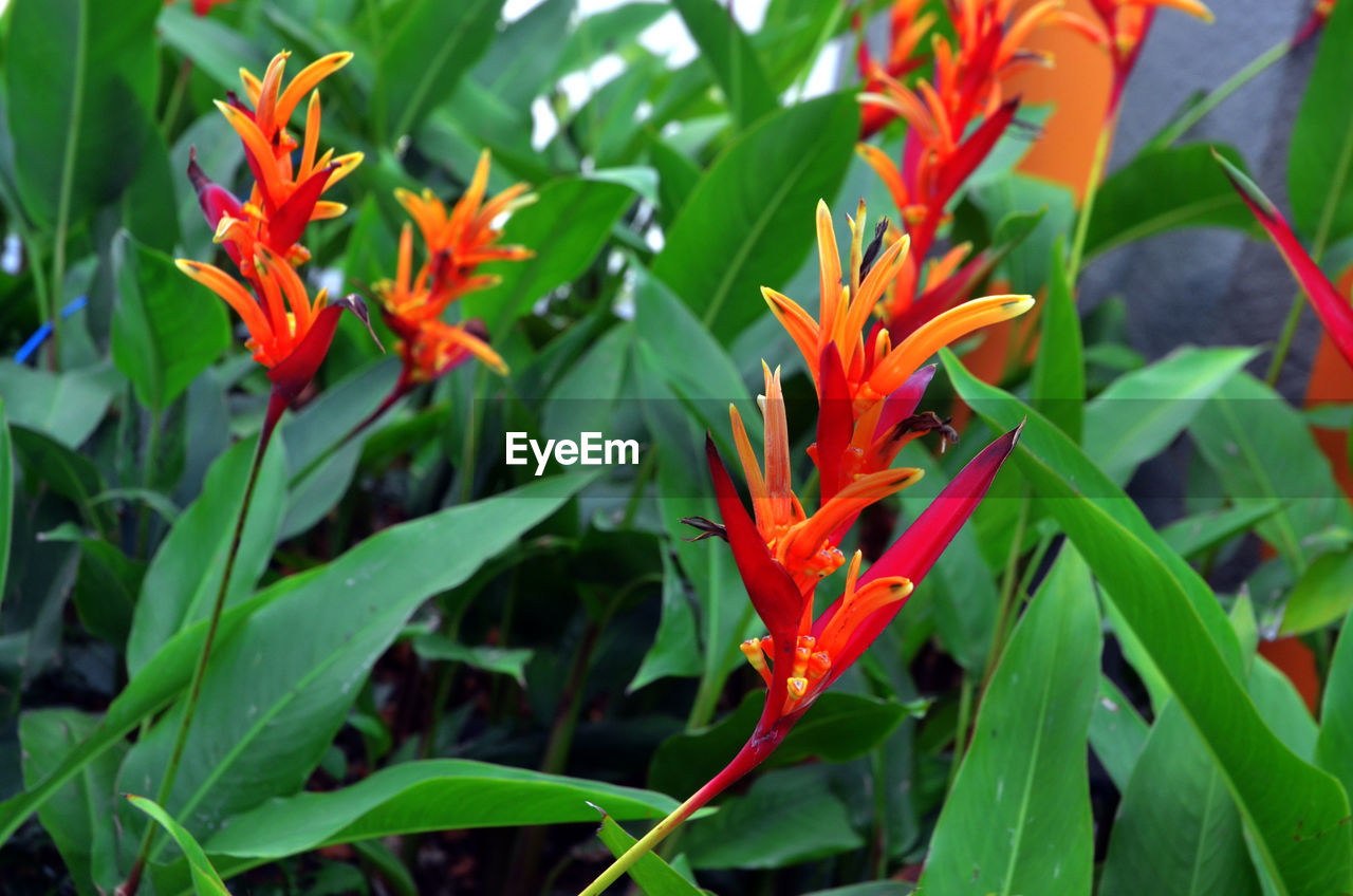 CLOSE-UP OF ORANGE FLOWERING PLANTS