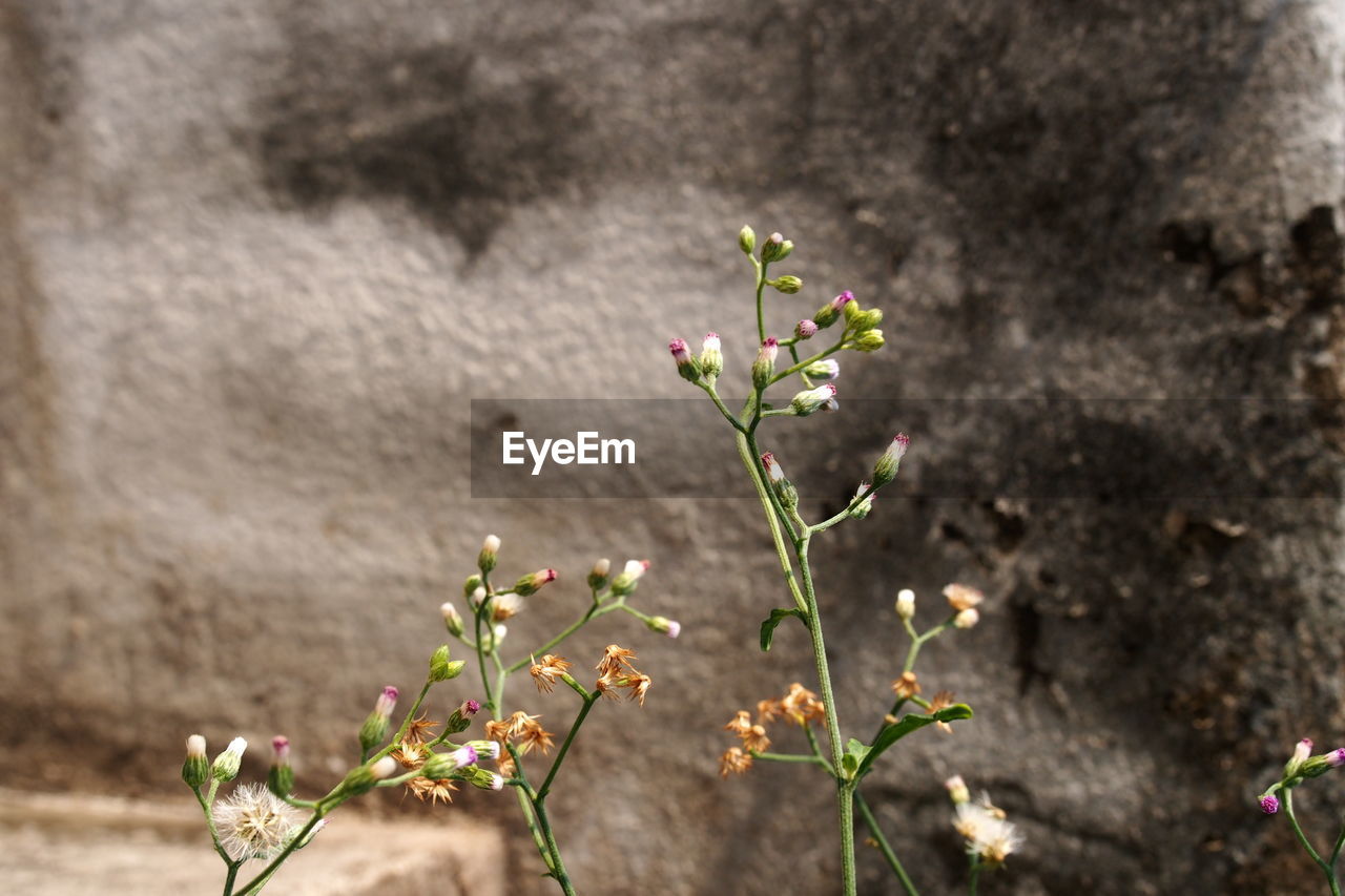 CLOSE-UP OF FLOWERS
