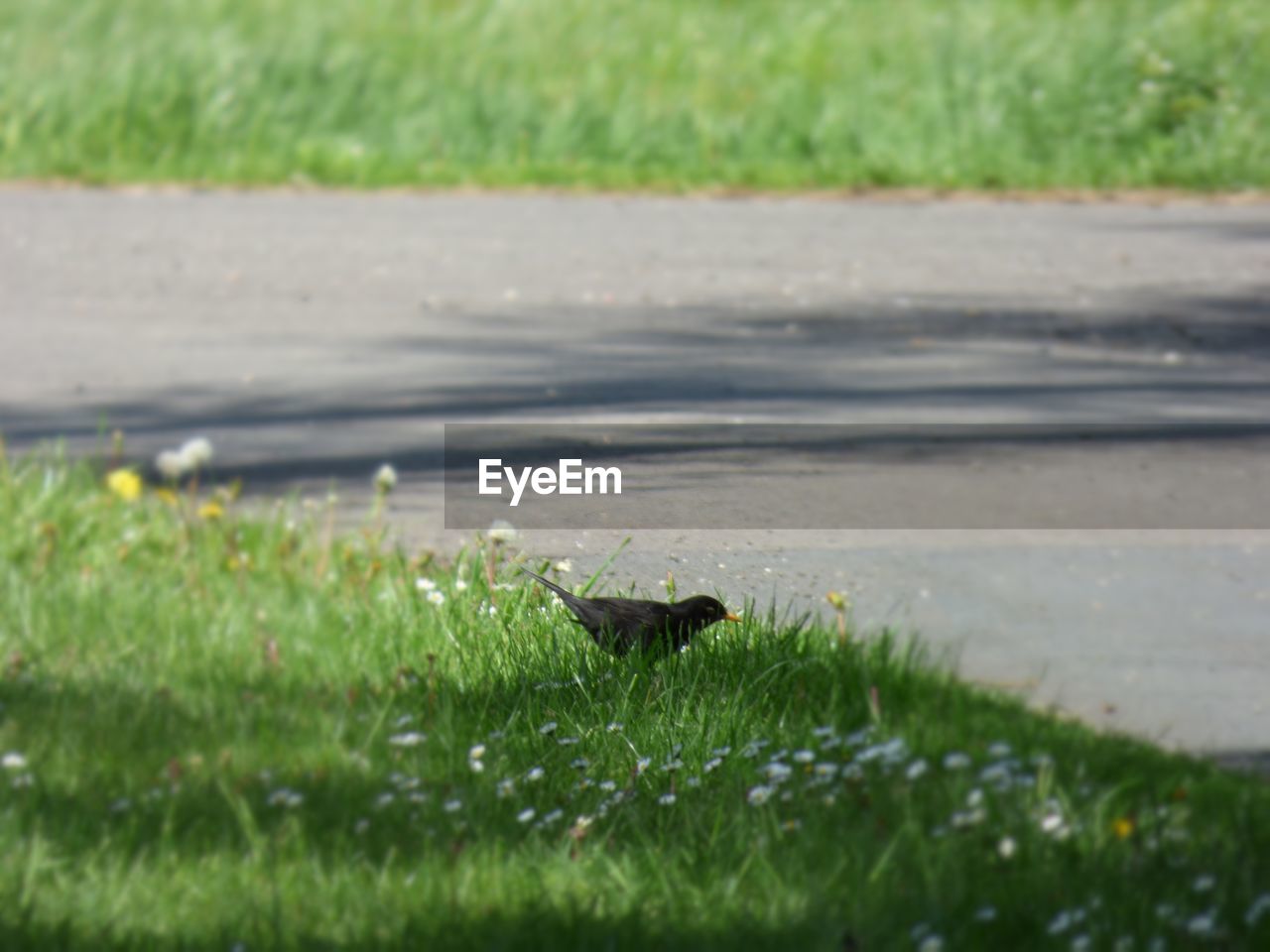 Blackbird perching on grassy field by road