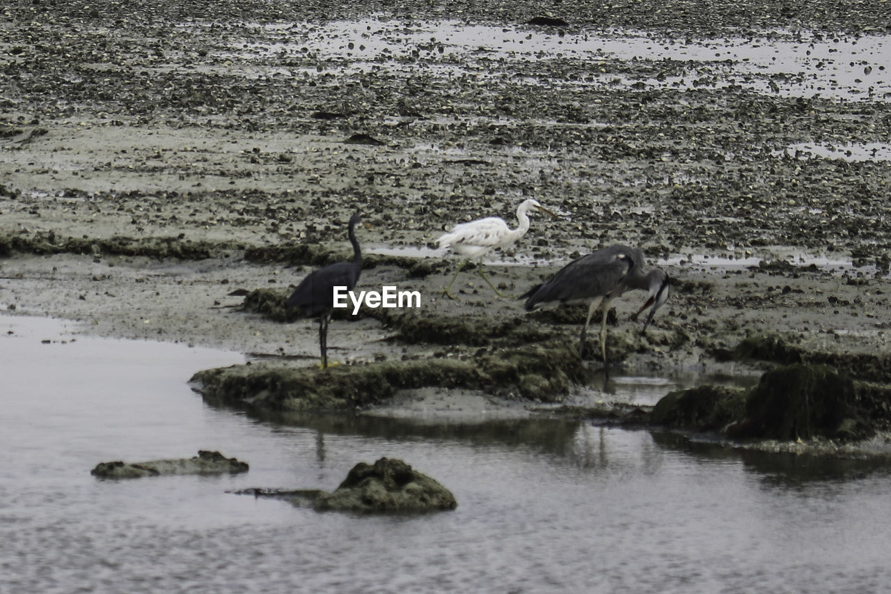 BIRDS ON THE LAKE