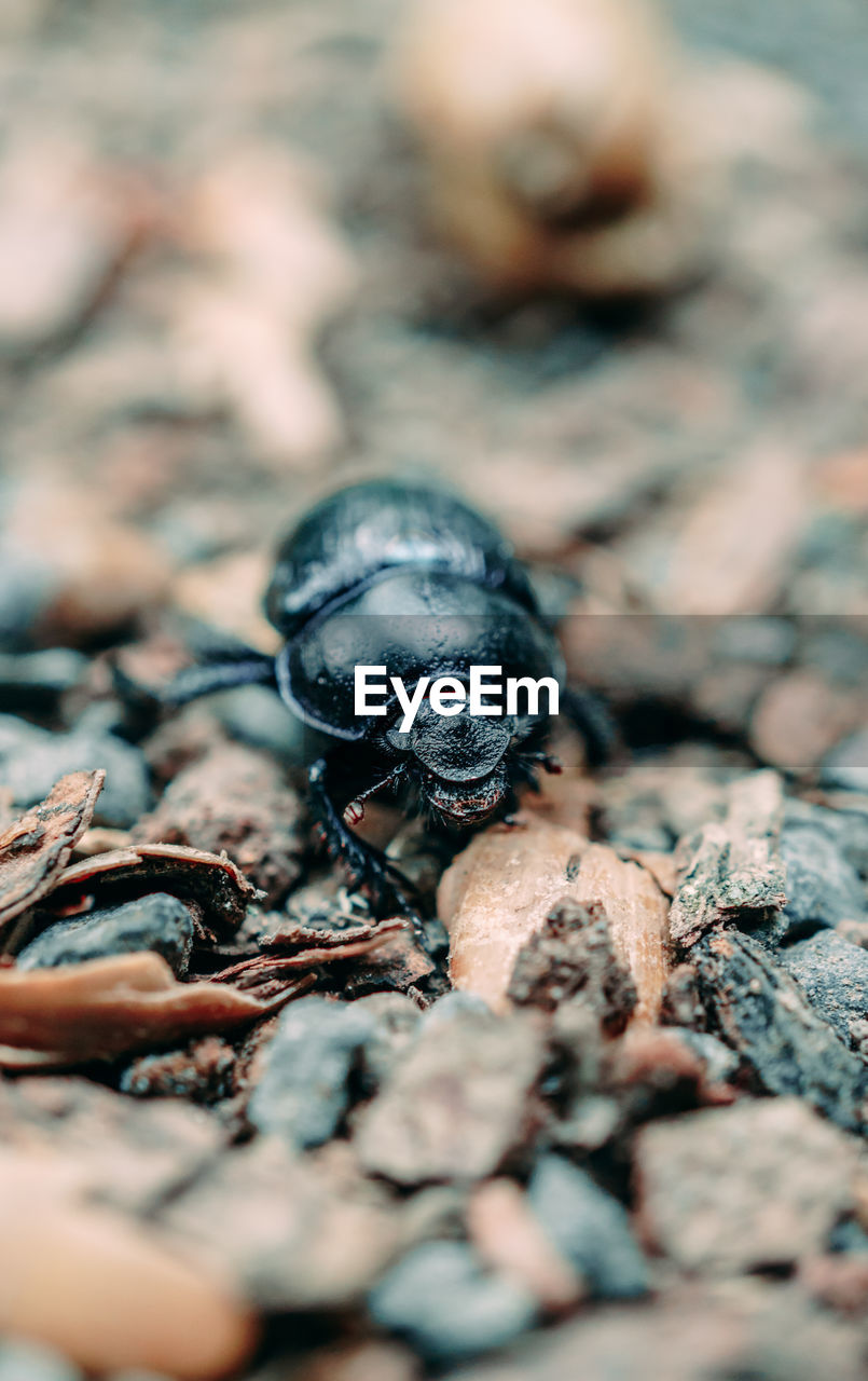 Close-up of insect on land