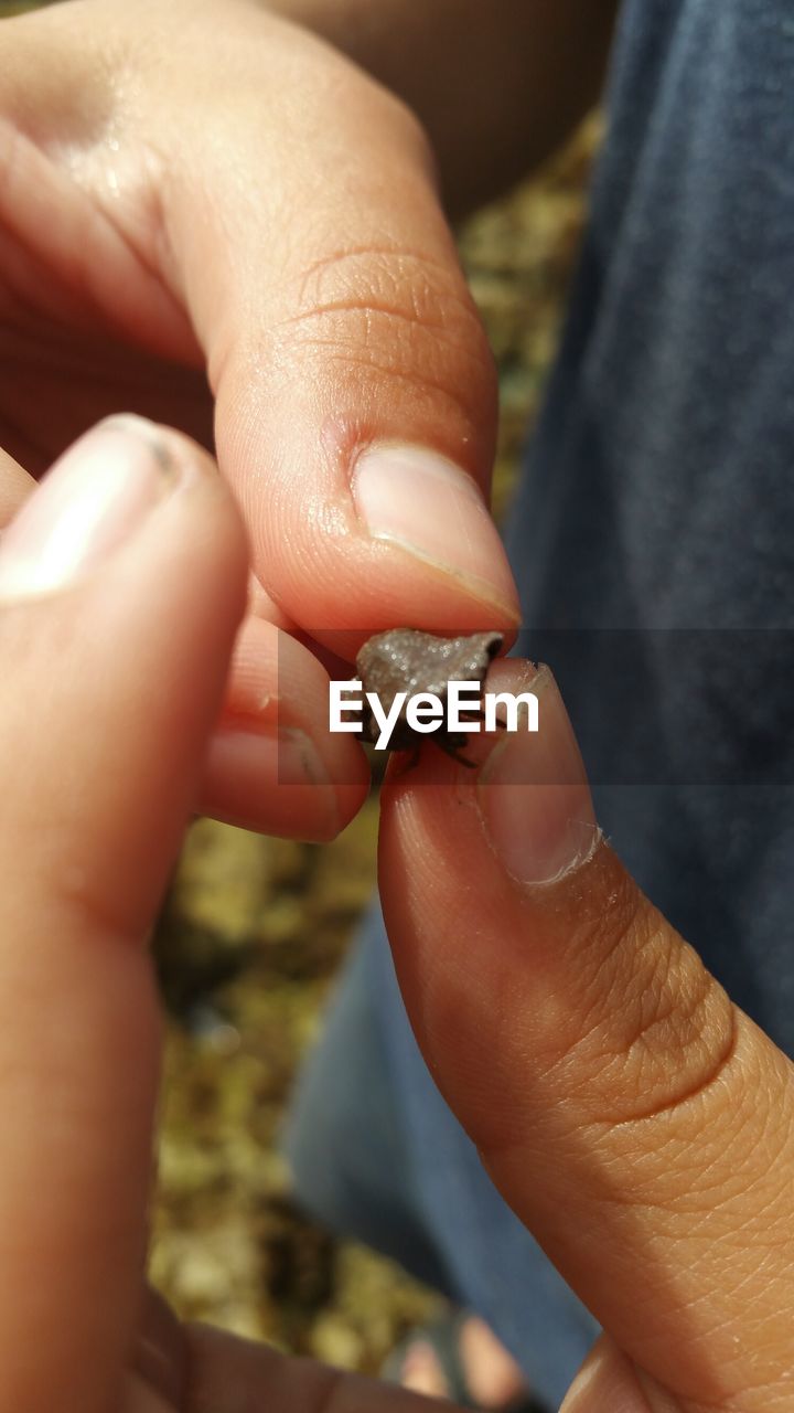 CLOSE-UP OF PERSON HOLDING LEAF