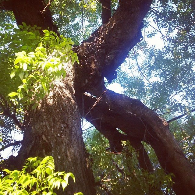 LOW ANGLE VIEW OF TREES IN THE FOREST