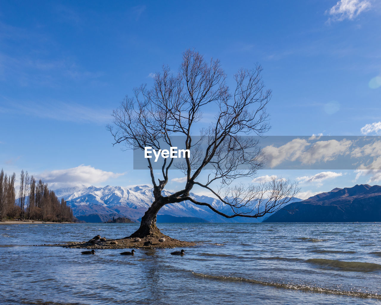 BARE TREE ON SEA SHORE AGAINST SKY DURING WINTER