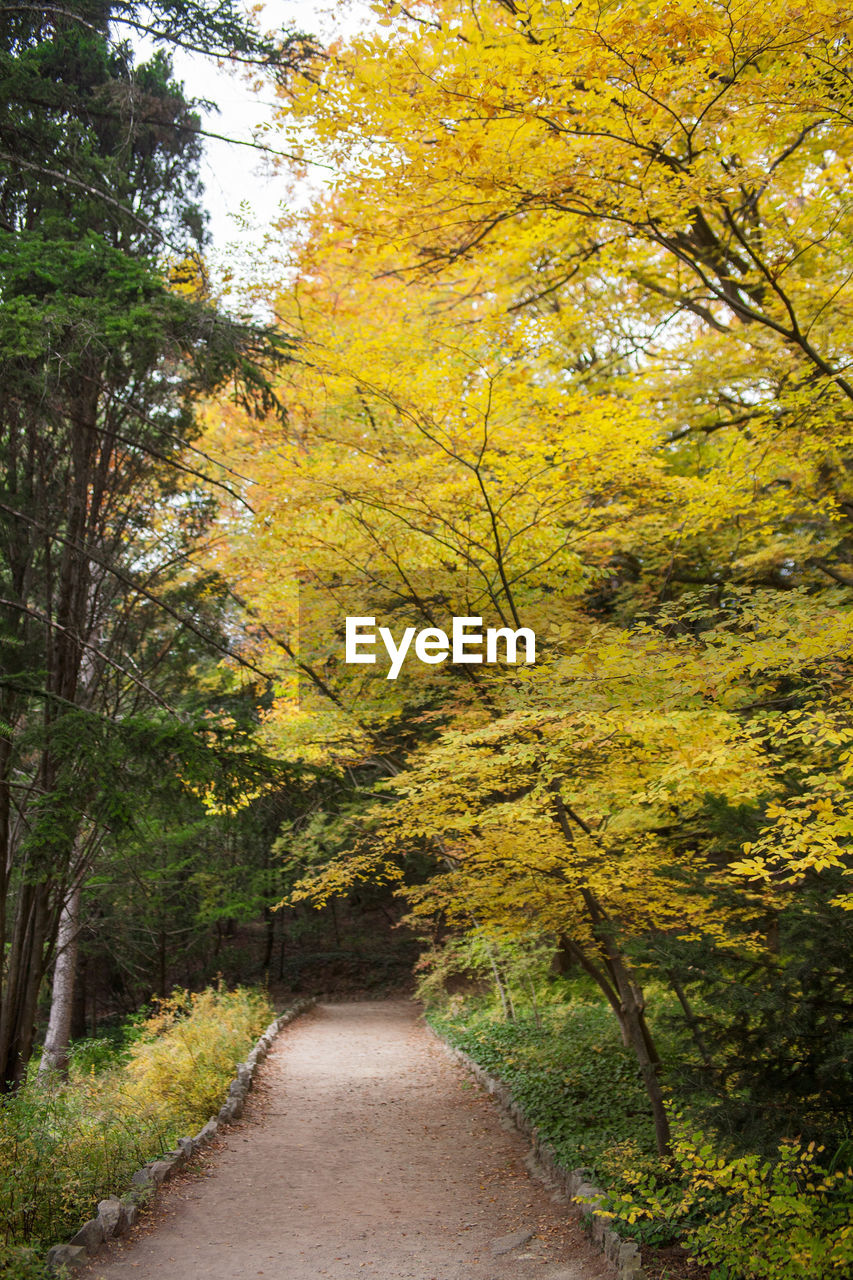 Footpath amidst trees in forest during autumn