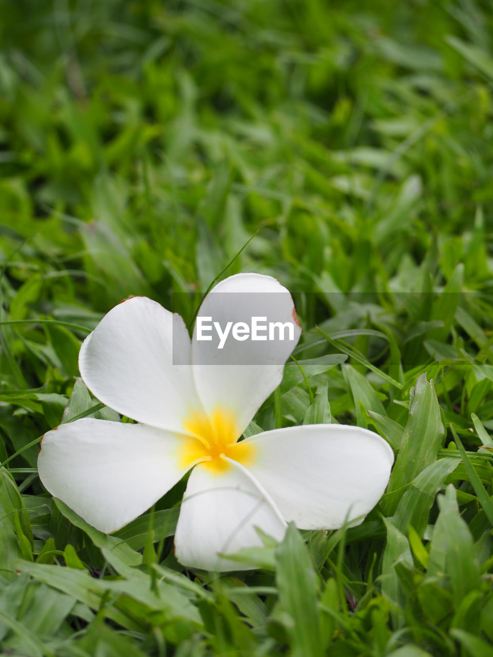 CLOSE-UP OF FRANGIPANI BLOOMING IN FIELD