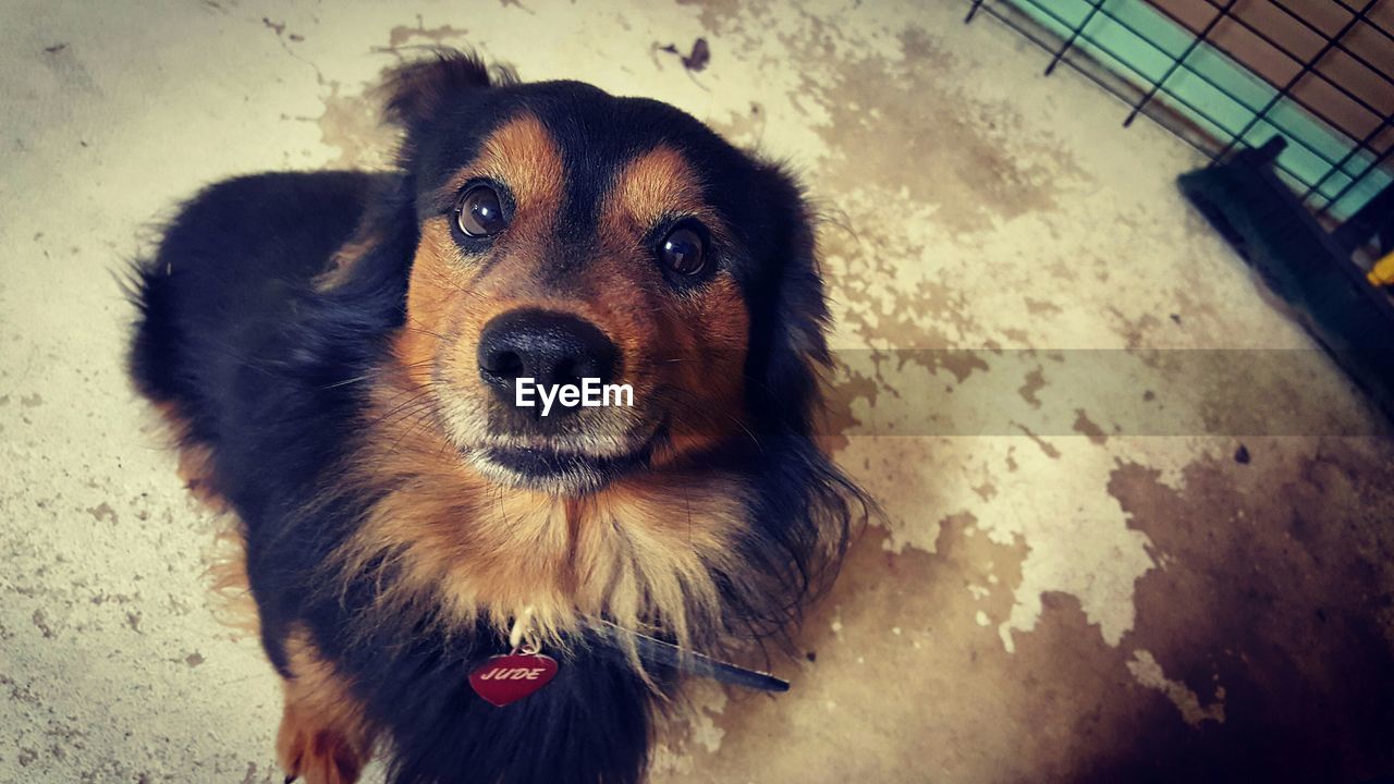 High angle portrait of a dog