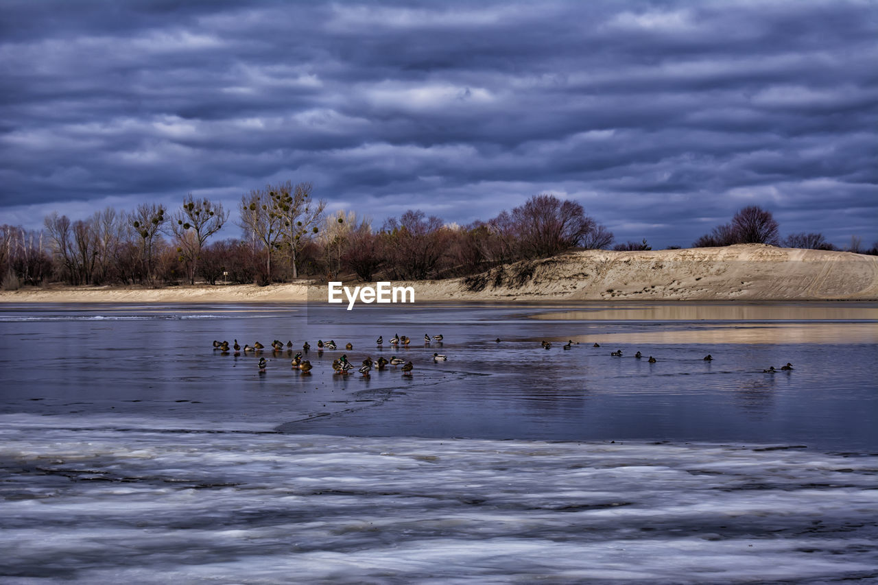Birds on frozen lake against cloudy sky at dusk