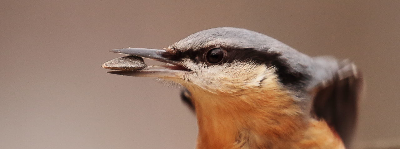 Close-up of nuthatch