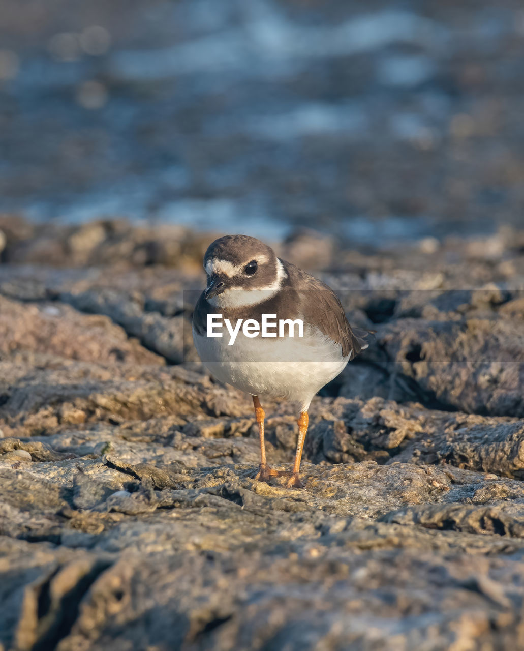 animal themes, animal, animal wildlife, wildlife, bird, nature, one animal, close-up, no people, selective focus, full length, land, day, beak, outdoors, water, sea, portrait, sunlight, focus on foreground