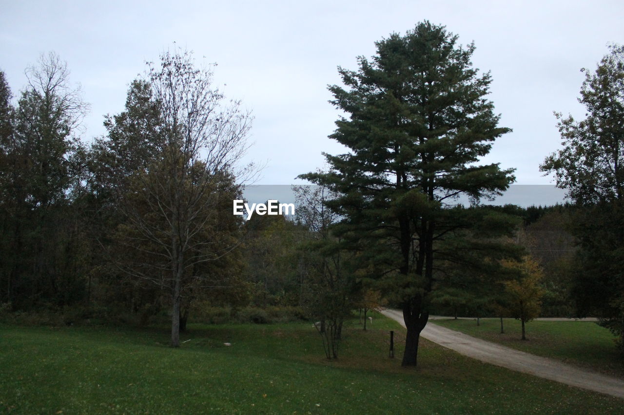 TREES ON GRASSY FIELD