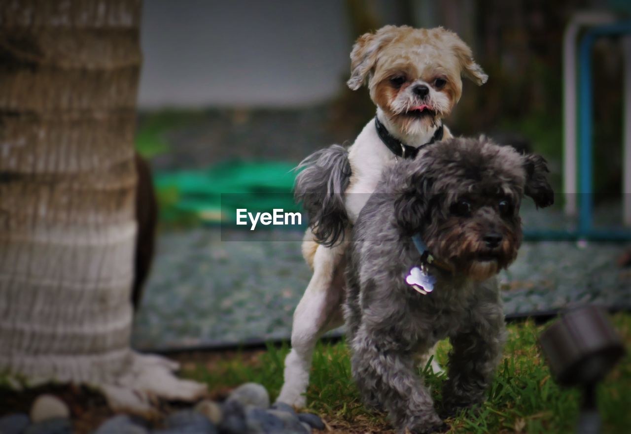 Dogs mating in yard