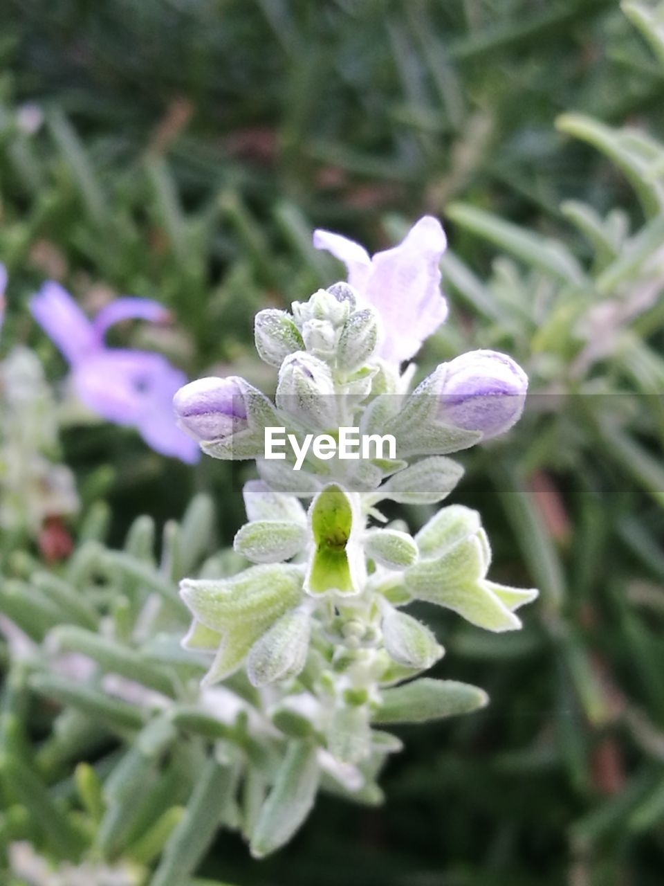 Close-up of purple flowers