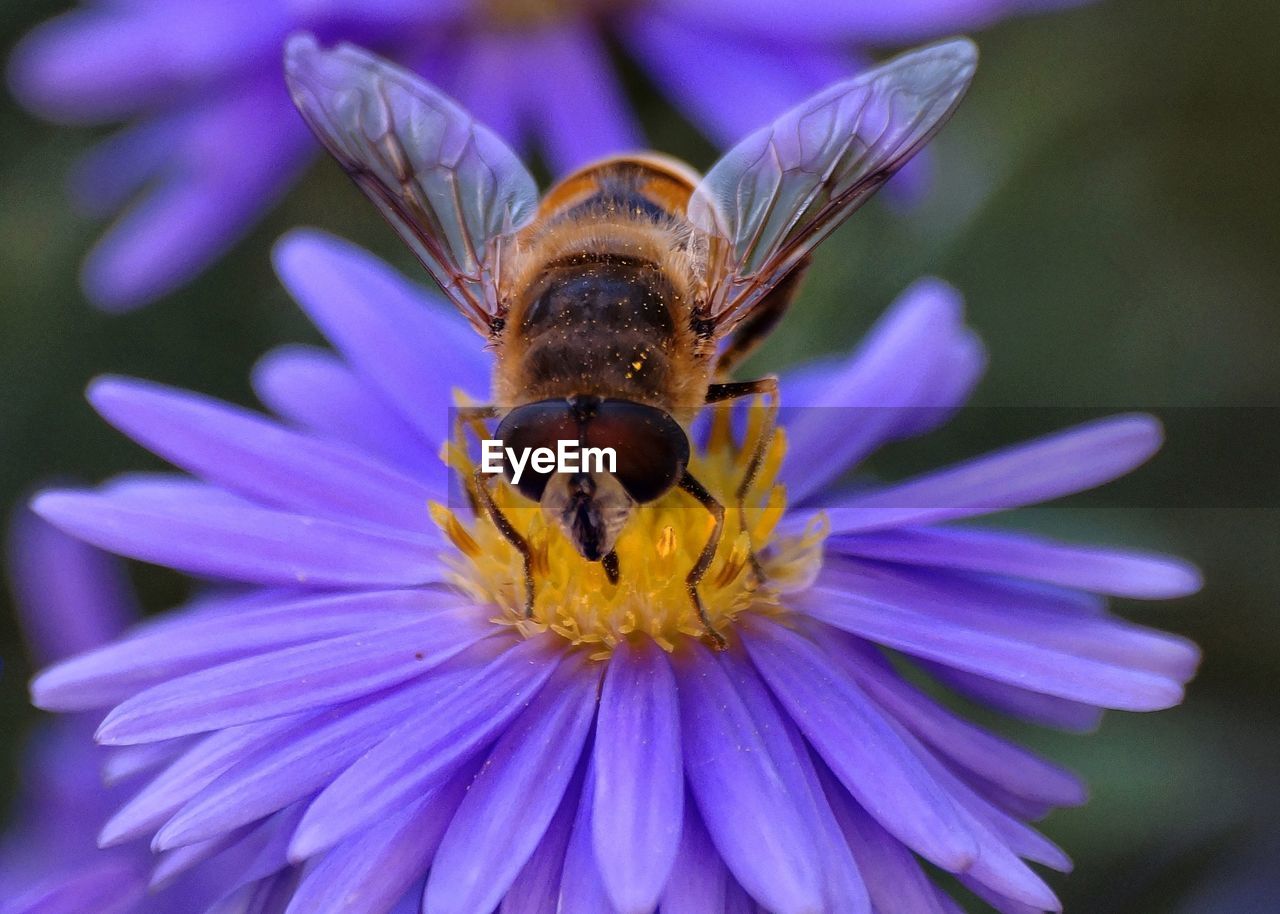 High angle view of bee pollinating on purple flower 