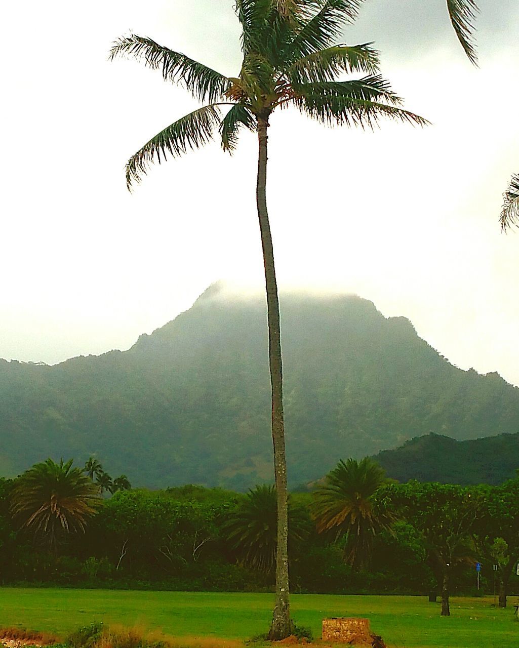 Low angle view of palm tree on field against mountain