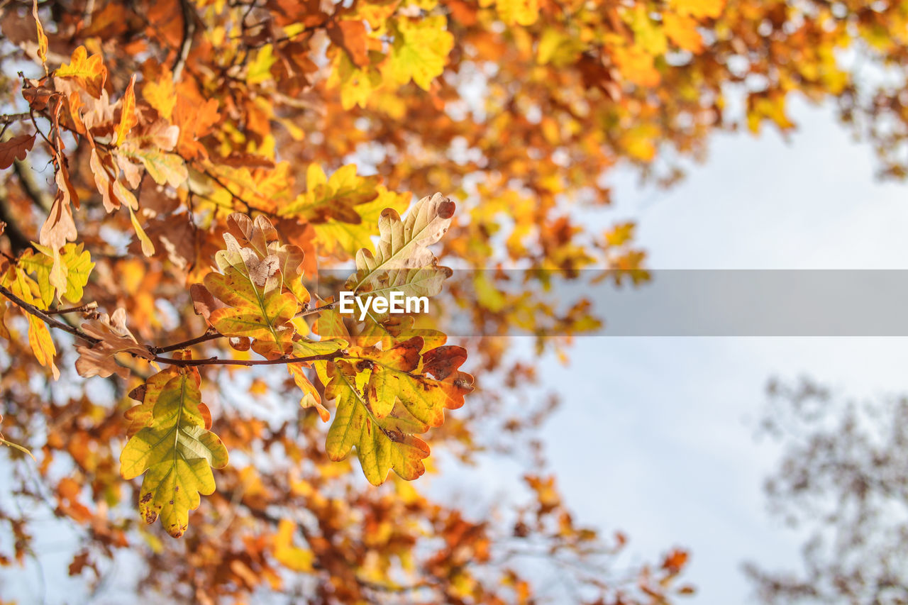 Close-up of yellow maple leaves on tree