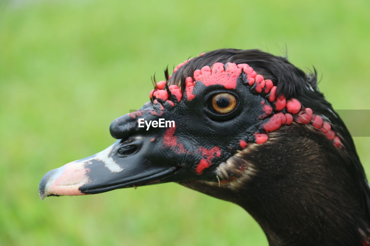 Close-up of a bird head